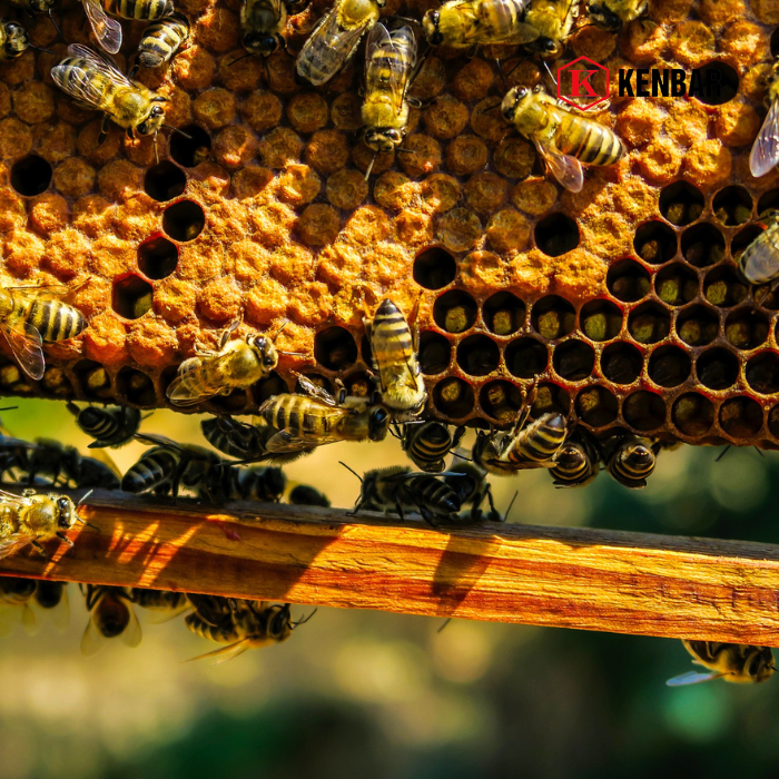 Mật Ong Hoa Cà Phê Kenbar 1.4kg 8