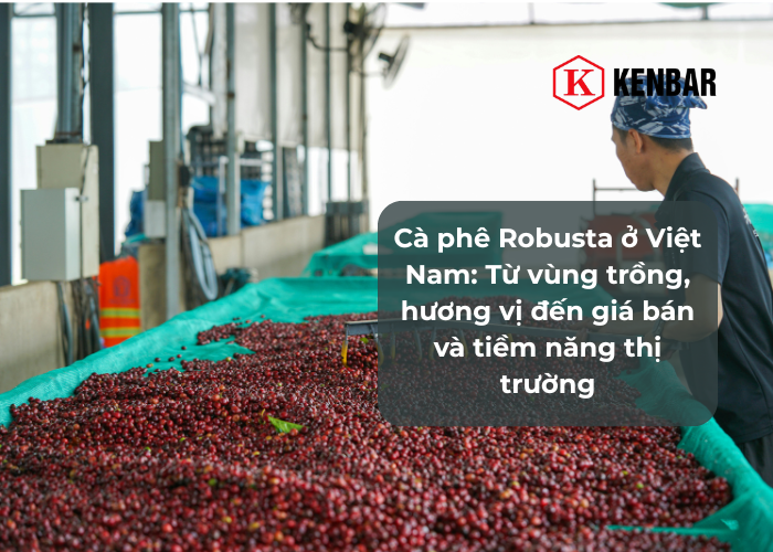 Cà phê Robusta ở Việt Nam_ Từ vùng trồng, hương vị đến giá bán và tiềm năng thị trường
