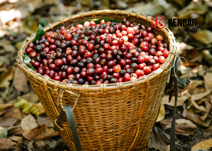 Cà phê Robusta giá bao nhiêu_ Có phù hợp cho quán kinh doanh không