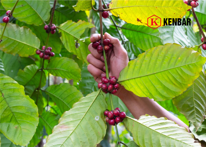 Robusta thường được trồng ở đâu tại Việt Nam